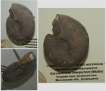 Garniericeras interjectum из ПИНа