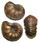 Goliathiceras sp