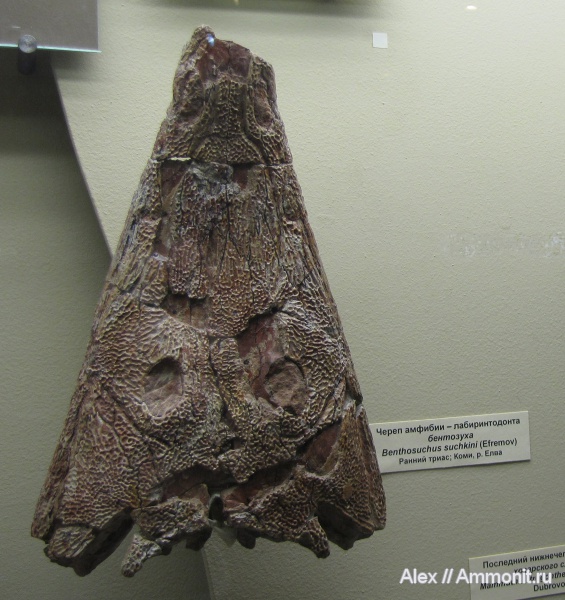 триас, амфибии, музеи, ПИН, Benthosuchus, лабиринтодонты, Benthosuchus sushkini, Triassic