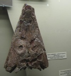 Benthosuchus sushkini