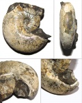 Hoploscaphites nicolletii