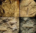 Tentaculites sp.