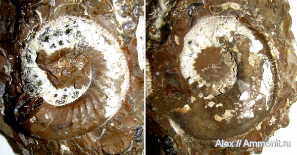 аммониты, юра, макроконхи, келловей, Kepplerites, Kosmoceratidae, Ammonites, Kepplerites gowerianus, МДЭБЦ, МГСЮН, Macroconchs, Callovian, Jurassic, Middle Jurassic