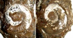 Kepplerites gowerianus