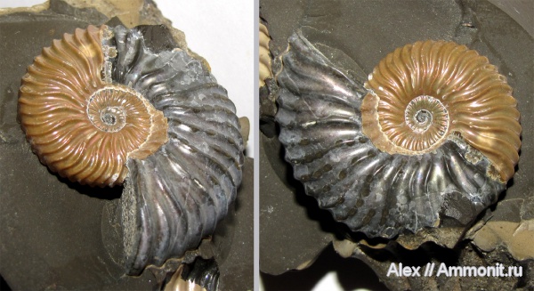 аммониты, мел, Deshayesites, апт, Ammonites, отпечатки мускулов, вентральные укусы, ventral bite marks, Aptian, Cretaceous