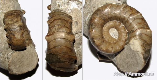 пермь, наутилусы, артинский ярус, Metacoceras artiense, Metacoceras, Nautilida, Tainoceratoidea, Tainoceratidae, Permian