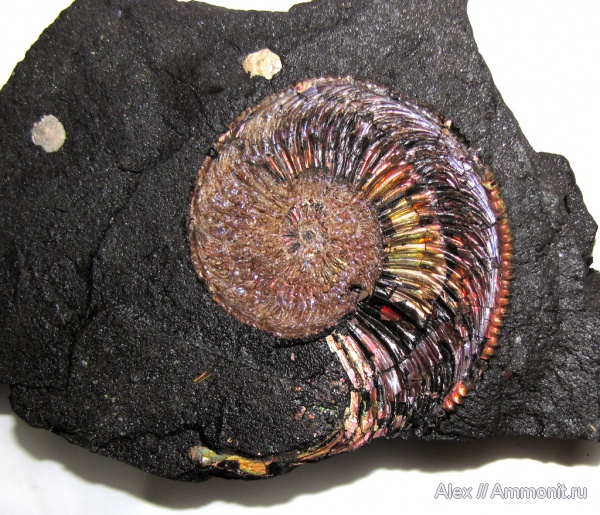 аммониты, юра, оксфорд, Amoeboceras, Amoeboceras ilovaiskii, Cardioceratidae, Ammonites, вентральный ростр, Oxfordian, Jurassic, ventral rostrum