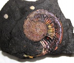 Amoeboceras ilovaiskii с длинным ростром