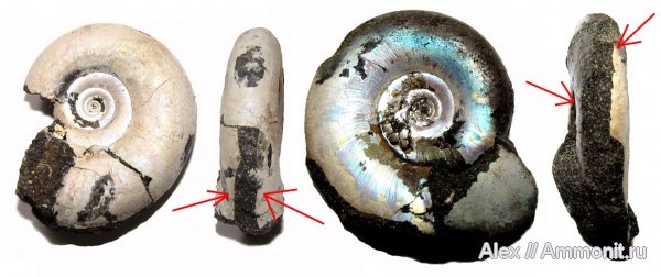 аммониты, юра, Kachpurites, Kachpurites fulgens, прижизненные повреждения, Ammonites, Garniericeratinae, Volgian, Jurassic