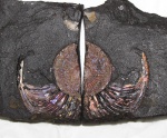 Устье Amoeboceras