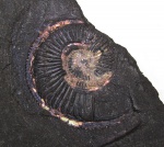 Amoeboceras  со странным устьем