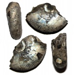 Фрагмент Serbarinovella