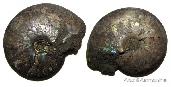 аммониты, юра, волжский ярус, Garniericeras, Garniericeras catenulatum, пирит, Ammonites, Garniericeratinae, Volgian, Jurassic