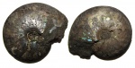 Garniericeras с пиритом