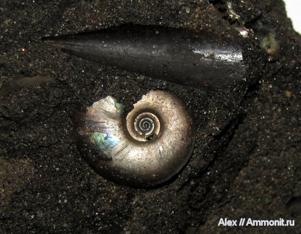 аммониты, юра, волжский ярус, Garniericeras, Ammonites, Garniericeratinae, Volgian, Jurassic