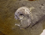Sutneria eumela
