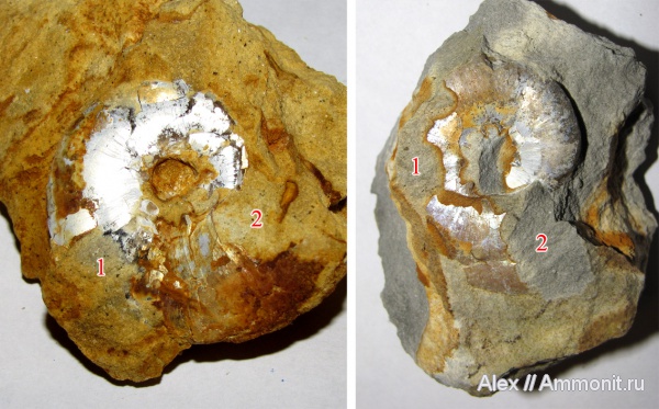 кимеридж, прижизненные повреждения, Липицы, Aspidoceras, Aspidoceratidae, Aspidoceratinae, вентральные укусы, ventral bite marks, Kimmeridgian, Upper Jurassic