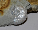 Sutneria eumela с обломанным ушком