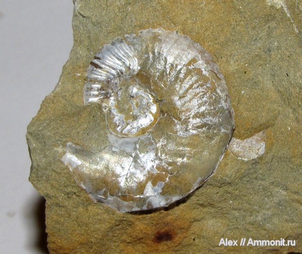 аммониты, микроконхи, кимеридж, Ammonites, Липицы, Sutneria, Aspidoceratidae, Aspidoceratinae, Sutneria eumela, Microconchs, lappets, Kimmeridgian, Upper Jurassic