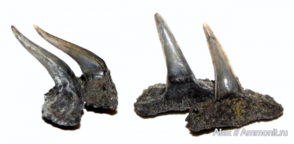 юра, волжский ярус, Sphenodus, зубы акул, Sphenodus stschurowskii, Synechodontiformes, Volgian, Jurassic, shark teeth