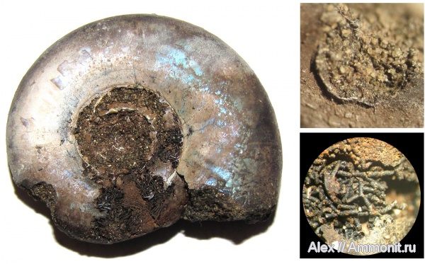 аммониты, юра, Kachpurites, волжский ярус, Kachpurites fulgens, Ammonites, вентральные укусы, ventral bite marks, Volgian, Jurassic