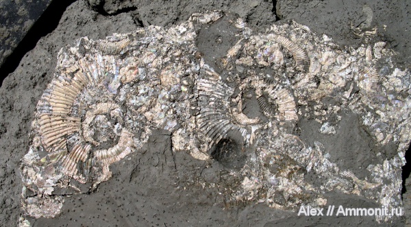 мел, апт, Volgoceratoides schilovkensis, Volgoceratoides, Koeneniceras, Koeneniceras tenuiplicatum, Aptian, Cretaceous
