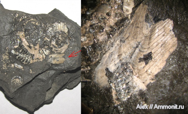 аммониты, мел, апт, аптихи, Ammonites, Koeneniceras, Aptychi, Aptian, Cretaceous