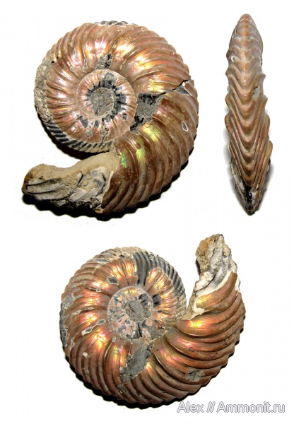 аммониты, юра, келловей, Quenstedtoceras, Cardioceratidae, Ammonites, Quenstedtoceras flexicostatum, Quenstedtoceratinae, Callovian, Jurassic, Middle Jurassic