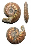 Quenstedtoceras flexicostatum