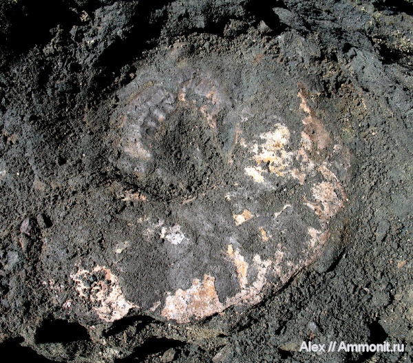 аммониты, юра, макроконхи, мегаконхи, Еганово, Ammonites, зона Kachpurites fulgens, Macroconchs, Jurassic, Megaconchs