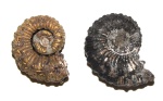 Золотой Kosmoceras