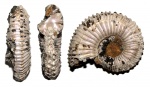 Kosmoceras duncani из Дубков