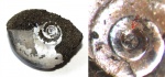Аммонителла Kachpurites fulgens