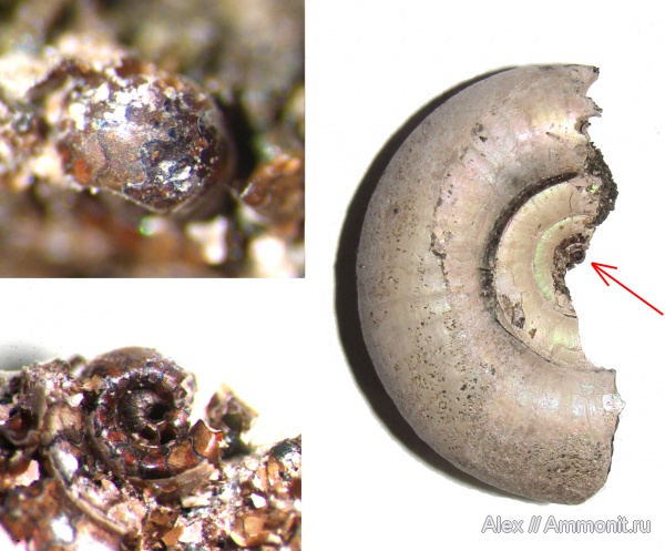 юра, Kachpurites, волжский ярус, Kachpurites fulgens, протоконх, лопастные линии, аммонителла, ammonitella, Volgian, Jurassic