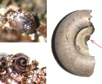 Аммонителла и детская лопастная линия Kachpurites fulgens