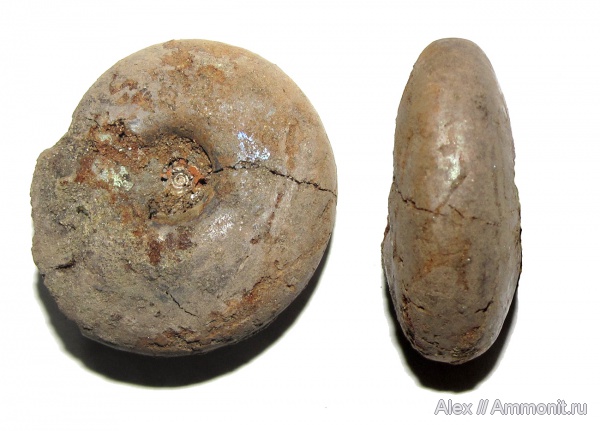 аммониты, юра, волжский ярус, Craspedites, Ammonites, Craspeditidae, Мильково, Volgian, Jurassic