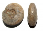 Craspedites sp.