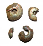 Укушенные Craspedites sp.