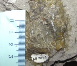 Аптих Praestriaptychus anglicus