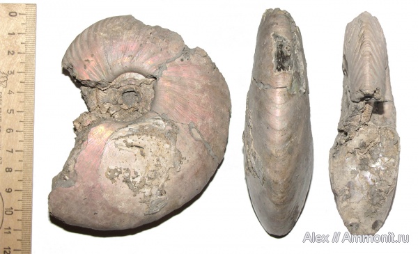 аммониты, юра, макроконхи, келловей, Quenstedtoceras, Quenstedtoceras lamberti, Дубки, Cardioceratidae, Ammonites, Quenstedtoceratinae, Macroconchs, Callovian, Jurassic, Middle Jurassic