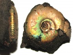 Craspedites nekrassovi