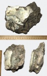 Макроконх Craspedites из Еганово