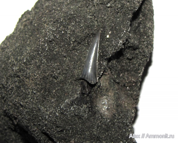 юра, акулы, волжский ярус, Sphenodus, зубы акул, зона Kachpurites fulgens, Sphenodus stschurowskii, Volgian, Jurassic, shark teeth, sharks
