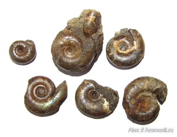 аммониты, юра, Kachpurites, зона Epivirgatites nikitini, Ammonites, Сюндюково, Volgian, Jurassic, Kachpurites praefulgens