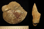 Garniericeras subclypeiforme