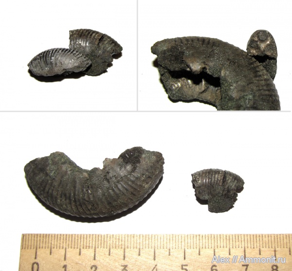 аммониты, юра, Dorsoplanites, волжский ярус, Dorsoplanites serus, Ammonites, Dorsoplanitidae, Volgian, Jurassic