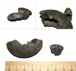 Фрагменты молодых оборотов Dorsoplanites serus (сравнение с  Craspedites ivanovi)