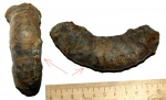 Двойное устье Dorsoplanites