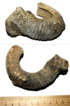 Устье Dorsoplanites sp.