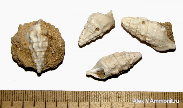гастроподы, неоген, Кипр, плиоцен, Cerithium